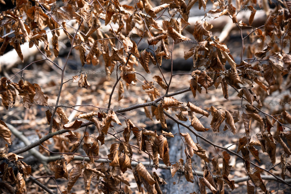 Fremdenweg_nahe_Katzenstein_Ast_Zweig_Laub_Unschaerfe | 2022-08-30_Waldbrandgebiete_1 - Realisiert mit Pictrs.com