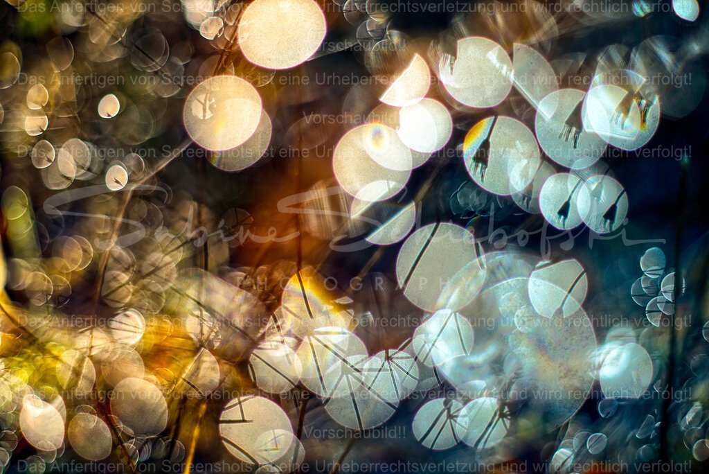 Bubble Bokeh Wonderland | People- und Tierfotografie, Imageaufnahmen, Veranstaltungsfotografie und Wandbilder aus der Natur ★ Made in Germany ✔️ Druck + Downloads ✔️ Naturfotografie in Top Qualität ★ schneller Versand, weltweite Lieferung! - Realisiert mit Pictrs.com