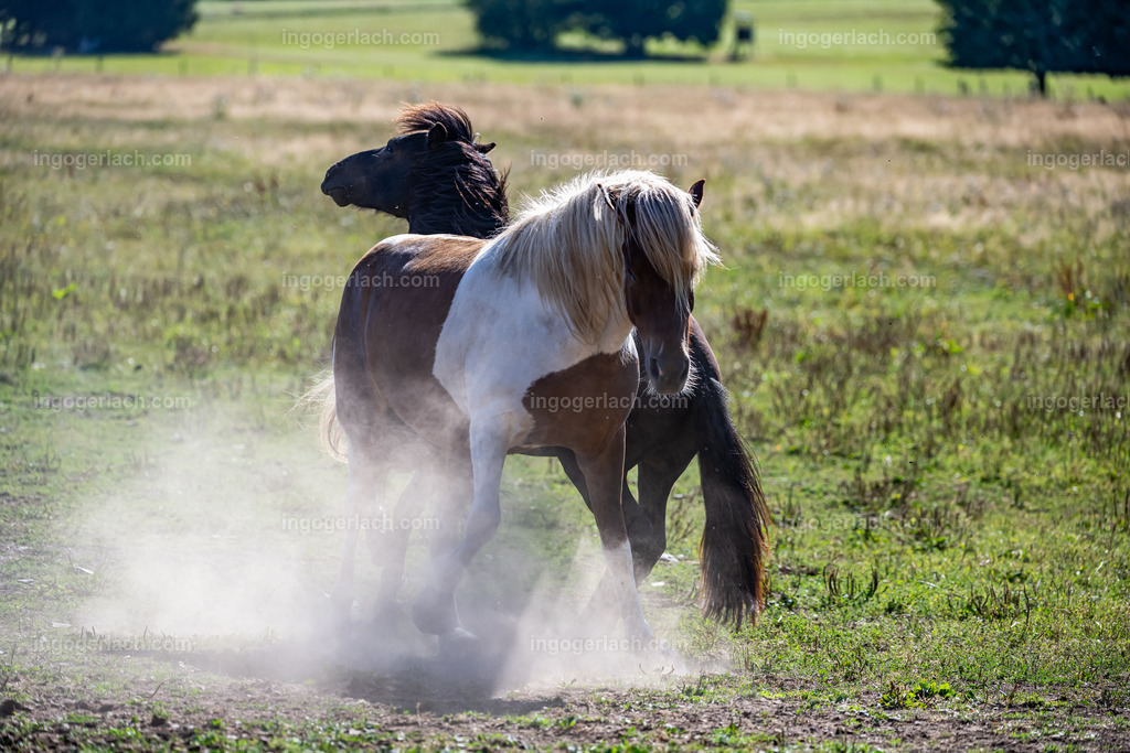 NZ9_9471 | Betzdorf(Deutschland Der deutsche Naturfotograf  Ingo Gerlach/69 aus Betzdorf in Deutschland war Anfang August 2022 auf dem Weg zu „seiner“ Herde mit Islandhengsten. Diese Herde mit rund 14 Hengsten fotografiert Gerlach bereits seit mehreren Jahren. Diesmal wollte der Naturfotograf schauen wie es den Hengsten geht. Es war der heißeste August seit Beginn der Wetteraufzeichnung. Das Thermometer zeigte an diesem Vormittag bereits 38 Grad an. Die Hitze würde sicherlich auch den Tieren zu schaffen machen. Als Gerlach an der sehr weiträumigen Weide ankam sah er schon die Staubwolken. Schnell positionierte er die Nikon Z9 mit dem Superzoom 180 bis 400mm und einschwenkbarem Konverter auf seinem Stativ. Schnell hatte er die ersten Bilder auf der Speicherkarte. Das Verhalten der Hengste war typisch für die Isländer. Sie wälzten sich im Staub um lästiges Ungeziefer los zu werden. Zudem kühlte die Staubschicht auf der Haut auch ein wenig. Obwohl reichlich Staub vorhanden war, kämpften die Hengste immer wieder um den besten und staubigsten Platz.  Dadurch das der Staub in die Höhe ging ergaben sich „herrliche Fotos. Als der Fotograf seine Bilder im Kasten hatte checkte er noch ob die Hengste auch genügend Wasser zur Verfügung hatten, Hatten sie. Ein Brunnen lieferte das lebensnotwendige Nass. 