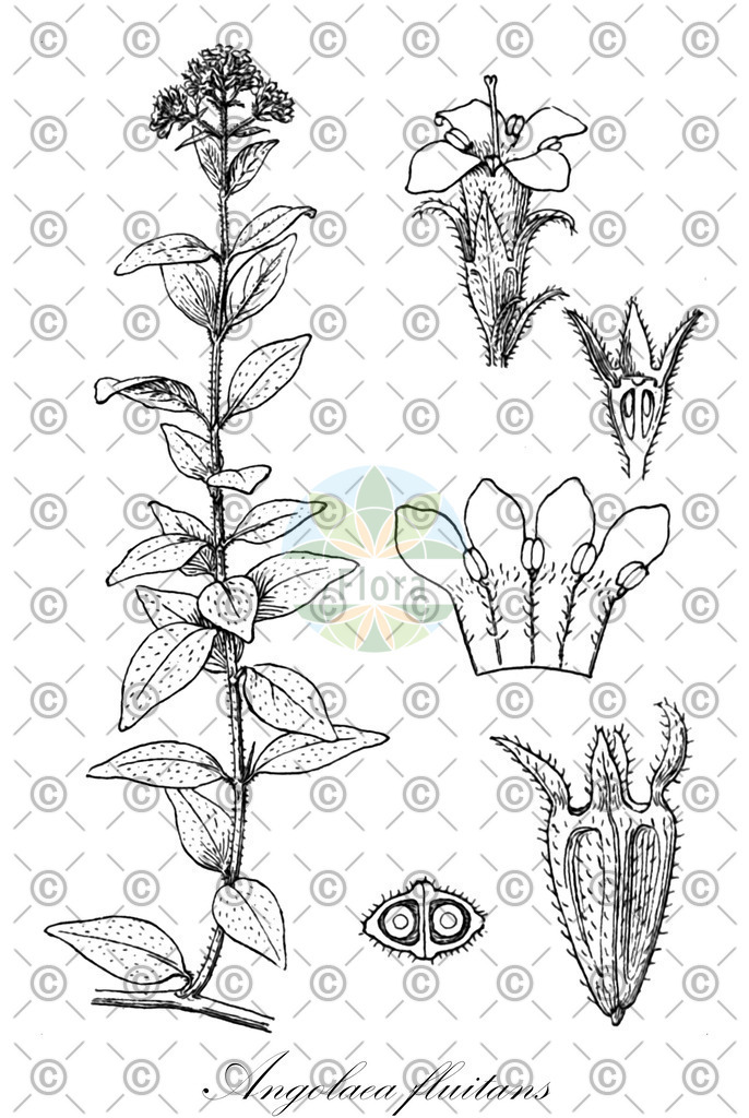HistAbb_wfo-0000536542_252_ENZY_Simple | Historische Abbildung von Angolaea fluitans - Podostemaceae | Historical Illustration of Angolaea fluitans - Podostemaceae