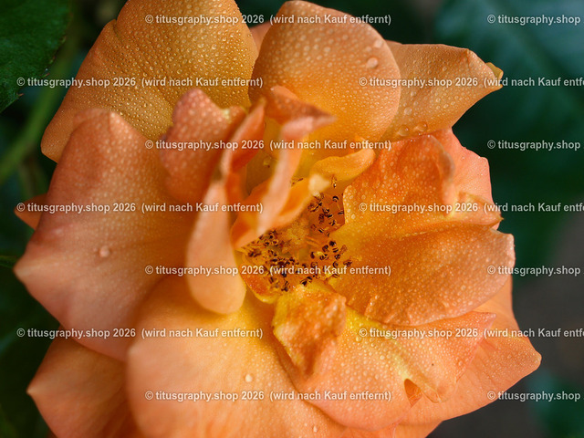 titusgraphy_P6291900-vz-ln | titusgraphy-shop: Geschenkideen mit Qualitätsfotos. titusgraphy-shop: gift ideas with quality photos. titusgraphy-shop: idées cadeaux avec photos de qualité.  - Realisiert mit Pictrs.com