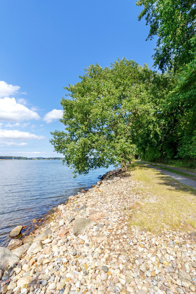 XXL Wandbild: Schilf am Ostseefjord | Dieses schöne XXL Wandbild zeigt Schilf in eine schönen Morgenstimmung am Ostseefjord. Der Schilf wird durch das Licht der aufgehenden Sonne angeleuchtet. Hinter dem Schilf befinden sich zahlreiche größere Steine am Schleistrand.  - Realisiert mit Pictrs.com