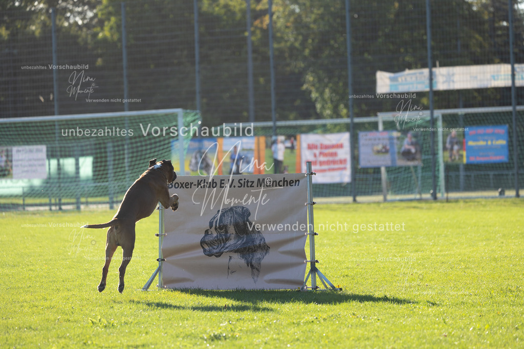_16A4842 | Einzigartige Fotos von Hunden & Menschen –Actionfotos, Portraits, Vereinsaufnahmen & Paarshootings – authentisch, lebendig & mit Herz.