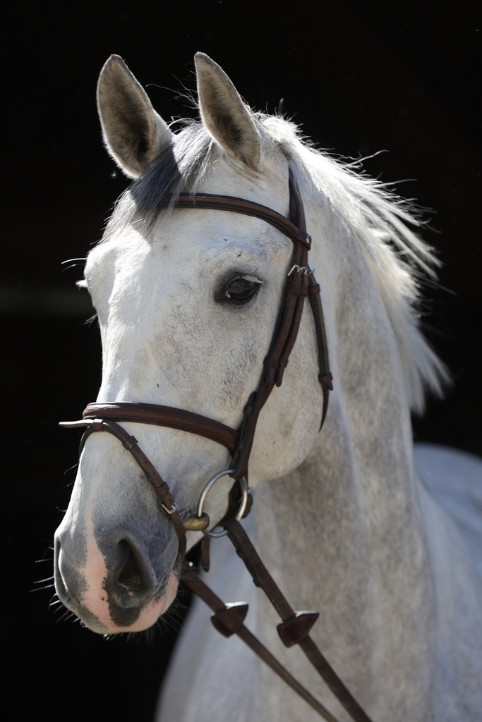 0P6A8898 | Willkommen bei Brunnmayr - Design & Fotografie – Ihrem Spezialisten für Reitturniere und Pferdeveranstaltungen in Oberösterreich, Salzburg und Bayern! Seit über 17 Jahren sind wir leidenschaftlich dabei.