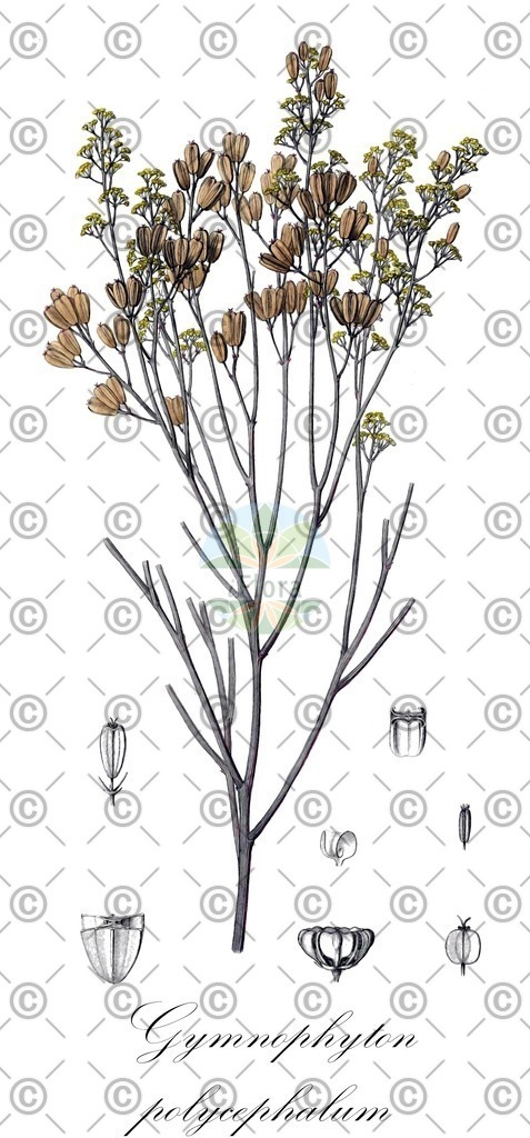 HistAbb_wfo-0000873602_1_ENZY_Simple | Historische Abbildung von Gymnophyton polycephalum - Apiaceae | Historical Illustration of Gymnophyton polycephalum - Apiaceae