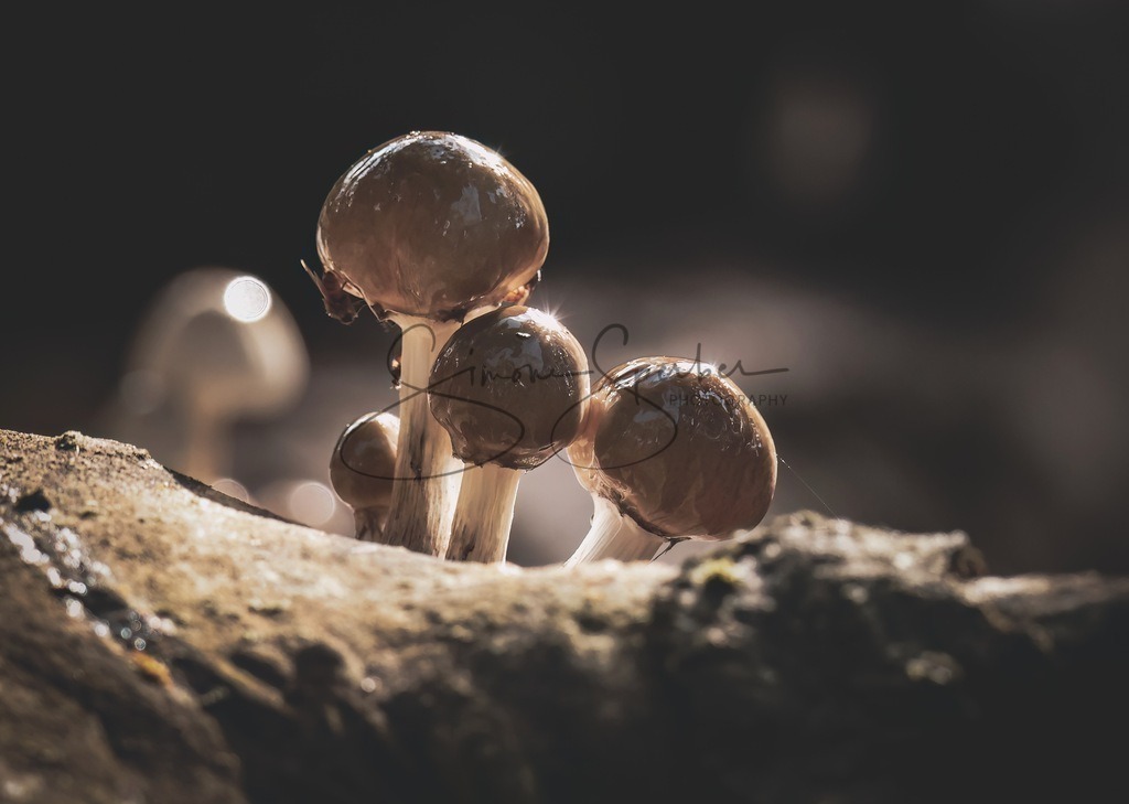 Buchenschleimrübling | Simone Sperber, svb-photography,Fotografin,Bilddesignerin,Naturfotografie,Macrofotografie,Tierfotografie,Wildtierfotografie,Ausstellungen,Auftragsfotografie,Kunst,Art,Photographer,Shootings,Bildberatbeitung,Galerie,Shop