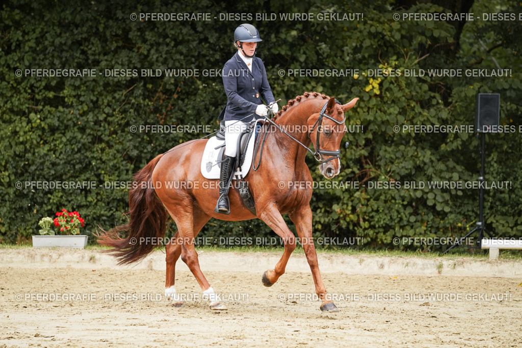 DSC09388 | Pferdegrafie