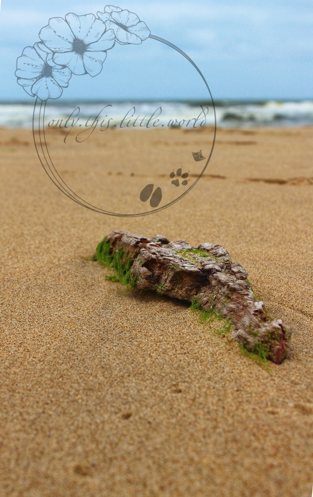 IMG_2544-01 1.0 | only.this.little.world - Realisiert mit Pictrs.com