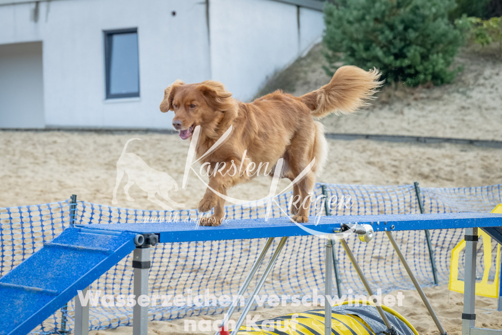 0911_ZZ91986-Bearbeitet | kk-dogfotos