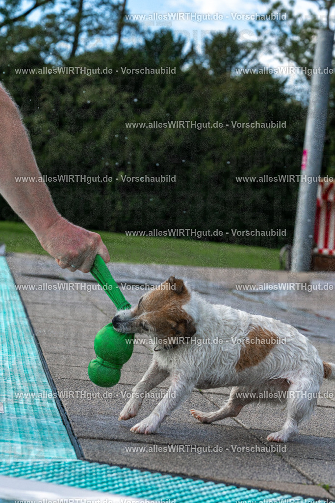Hundeschwimmen_Volksbad_2026-allesWIRTHgut_Tierfotografie-2609061500-FAY07054 | Professionelle Tierfotografie in Mönchengladbach von Daniel Wirth (allesWIRTHgut). Liebevolle & natürliche Bilder von Hunden & Katzen für unvergessliche Erinnerungen.