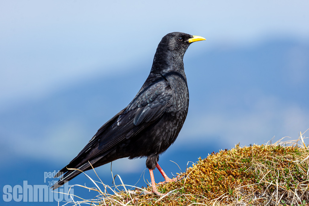PS-Tiere-2026-6 | Entdecke die größte Bildgalerie der Region mit Fotografien aus dem Allgäu, der Bodenseeregion, Oberschwaben, dem Donautal und der Schwäbischen Alb. Landschaften, Luftaufnahmen und Reisefotografie als Wandbild und Fotokunst. - Realisiert mit Pictrs.com