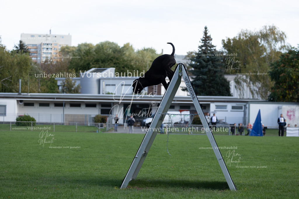 _16A5590 | Einzigartige Fotos von Hunden & Menschen –Actionfotos, Portraits, Vereinsaufnahmen & Paarshootings – authentisch, lebendig & mit Herz.