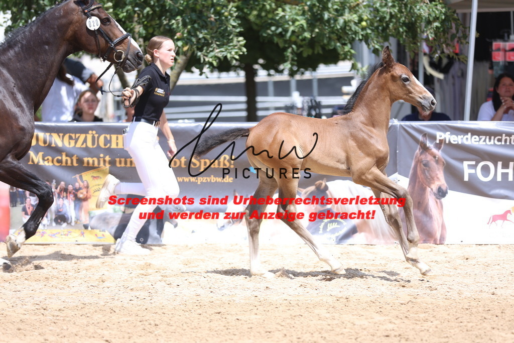 Fohlenschau_Schwäbisch_Hall_springbetonte_Fohlen_KN 20_12 | lmwpictures - Realisiert mit Pictrs.com