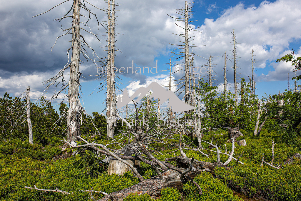 OE7A4060 | Stürme und Borkenkäfer haben dem Wald im Bayerischen und Böhmischen Wald stark zugesetzt. Die Schäden sind gewaltig und unübersehbar. Mehr und mehr breitet sich Jungwuchs und damit neuer Wald in den Höhenlagen aus
