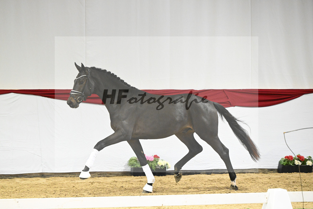Kat-Nr. 49 v. Escamillo_Bschorer_63220472 | hf-fotografie - Realisiert mit Pictrs.com