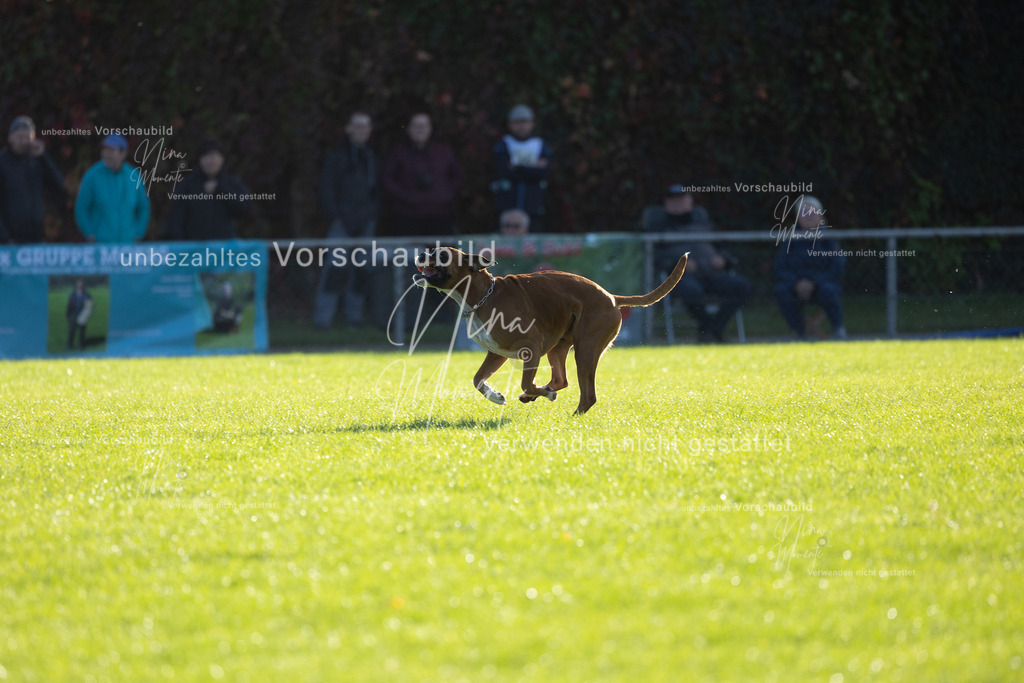 _16A4830 | Einzigartige Fotos von Hunden & Menschen –Actionfotos, Portraits, Vereinsaufnahmen & Paarshootings – authentisch, lebendig & mit Herz.