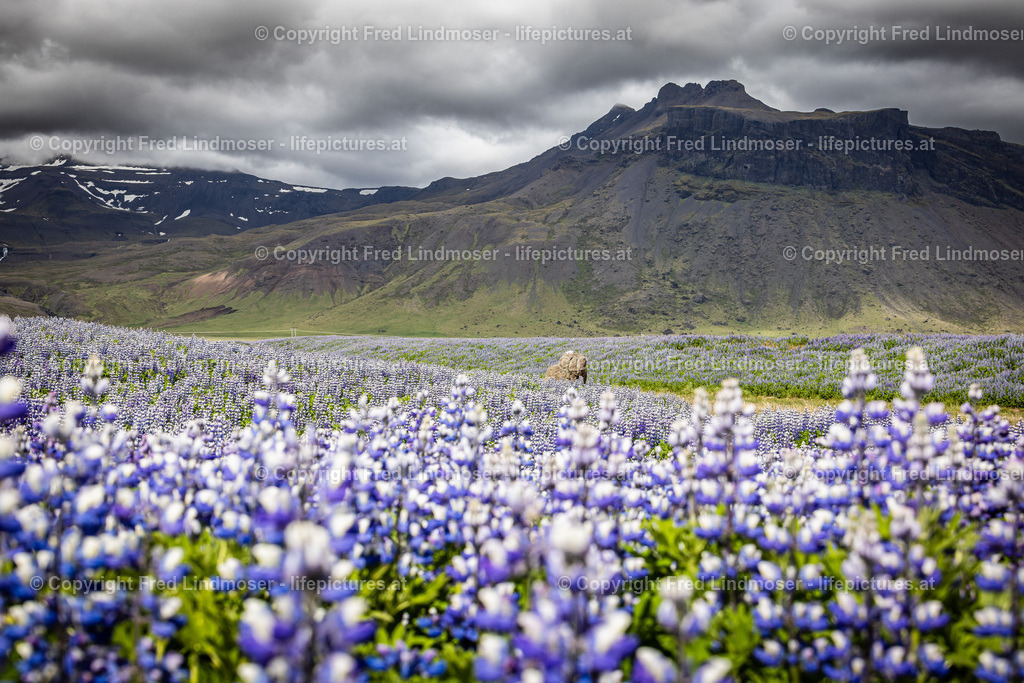 Island Juni 2022-9357 | Fotos und Fotoprodukte - Realisiert mit Pictrs.com