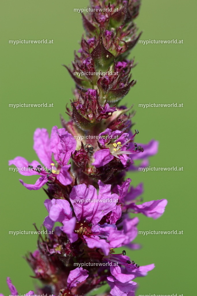 Gewöhnlicher Blutweiderich-003 | Das Bilderarchiv über Tiere, Planzen und Landschaften. In der Bilddatenbank finden Sie ein große Auswahl an hochwertigen Bilder für Ihre Werbung - Realisiert mit Pictrs.com