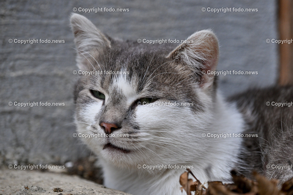 Katze_ 12.02.2024-1 | 12.02.2024, Linz, AUT, Haustier, Katzen, im Bild Haustier, Katze, Katzen, Kater, Stubentiger