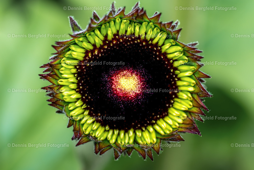 Flower 16 | Entdecken Sie Natur, Makro und Tierfotografie von Dennis Bergfeld.Besondere Momente und Details der Natur, hochwertig als Foto und Wandbild erhältlich. - Realisiert mit Pictrs.com