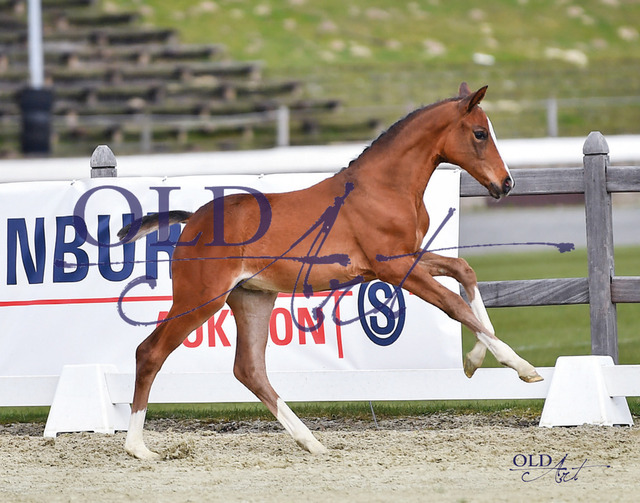 8 Darcy JS DE433330787123 FoE Escolar - Damon_b | <meta name="description" content="★Offizieller Merchandise und Foto-/Videostore des Oldenburger Verbandes.★ ✅Jetzt auch digital Ausdrucke erhältlich." />
<meta name="keywords" content="Merchandise Foto-/Videostore Oldenburger Verband Photographie 