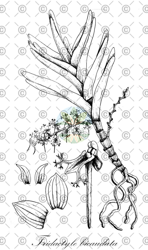 HistAbb_wfo-0001103826_1_ENZY_Simple | Historische Abbildung von Tridactyle bicaudata - Orchidaceae | Historical Illustration of Tridactyle bicaudata - Orchidaceae