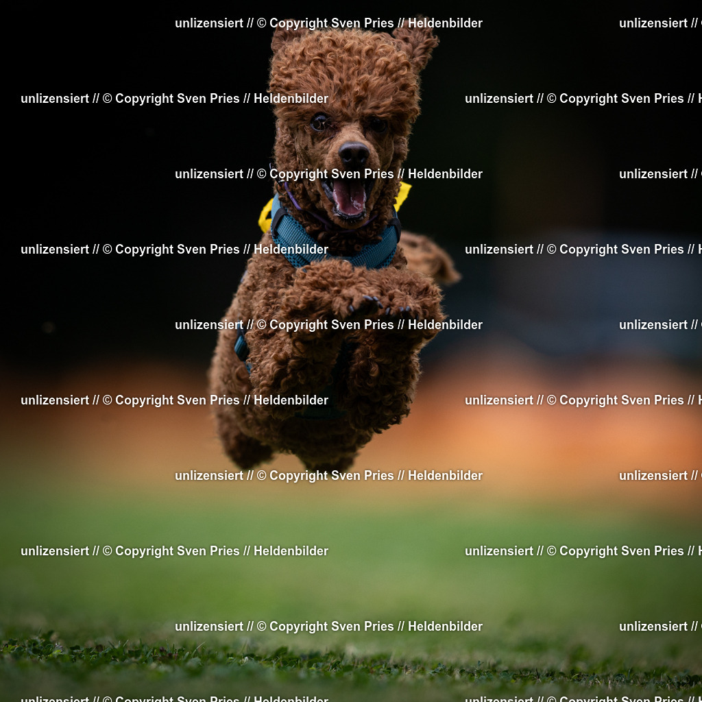 Sven Pries | 19. Allgemeines Hunderennen Karlsruhe Durlach - Realisiert mit Pictrs.com