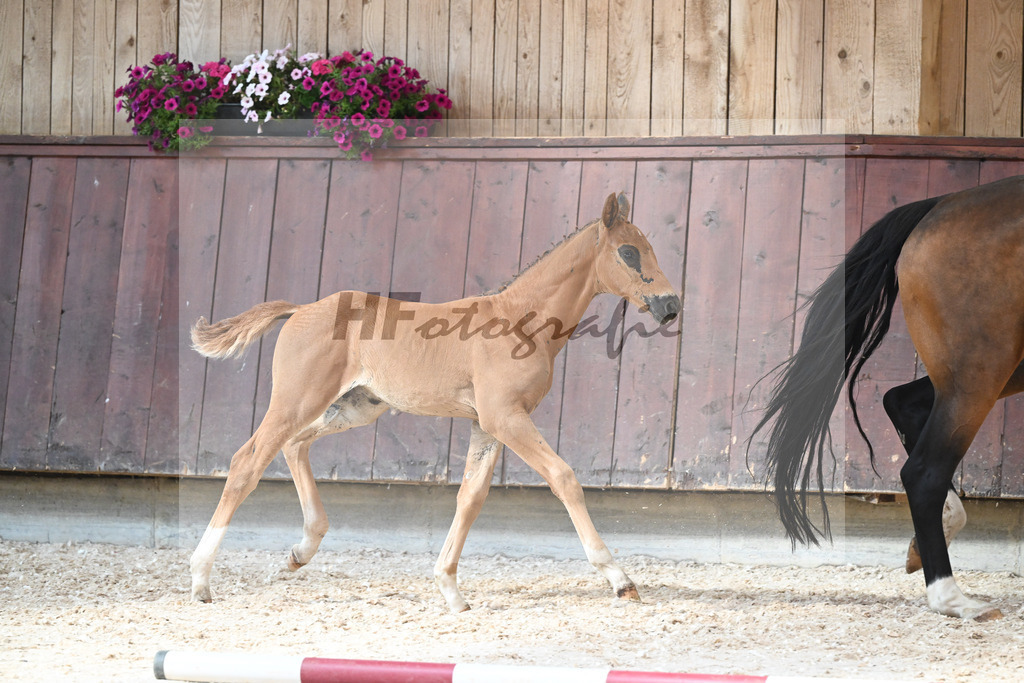 Kat-Nr. 31 HF Fidertanz x Belissimo M_Albert_32240475 | hf-fotografie - Realisiert mit Pictrs.com