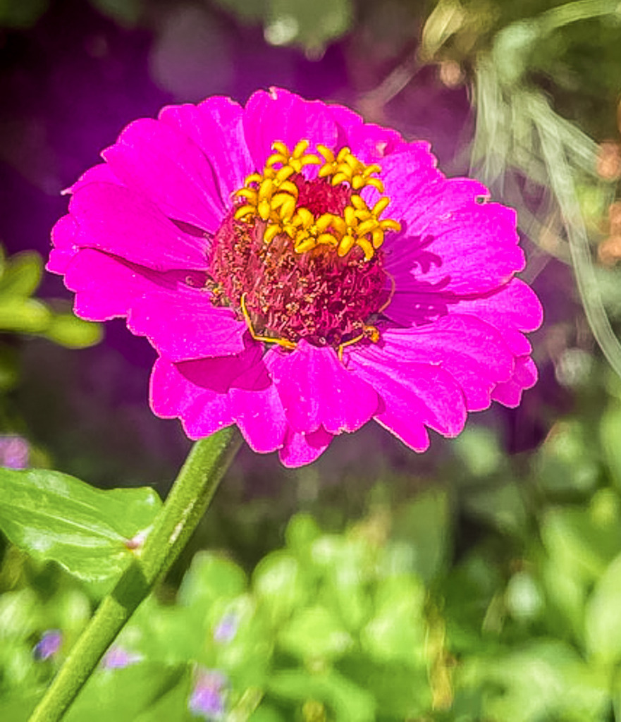 Wandbild Kunstdruck Poster Blumen – Pinkfarbene Zinnie Makrofotografie Natur | Erlebe Galerie-Qualität für deine WohlfühloasenHolen Sie sich mit diesem einzigartigen Kunstwerk ein echtes optisches Highlight an Ihre Wände. Ob als stilvoller Blickfang im Wohnzimmer, als Motivationsschub im modernen Büro, als eleganter Akzent im Loft oder als beruhigendes Element im Schlafzimmer – dieses florale Motiv passt sich perfekt an Ihren anspruchsvollen Lebensstil an. Jeder Druck wird nach höchsten Qualitätsstandards für Sie gefertigt. Sie haben die Wahl zwischen drei echten Premium-Materialien:• Premium-Leinwand: Klassisch, strukturstark und mit warmer Ausstrahlung.• Alu-Dibond: Modern, matt, absolut elegant und ohne Spiegelungen.• Acrylglas: Atemberaubende Tiefenwirkung, brillante Farben und edler Hochglanz.Machen Sie Schluss mit langweiligen Wänden und investieren Sie in Kunst, die Ihr Zuhause Tag für Tag aufwertet. - Realisiert mit Pictrs.com