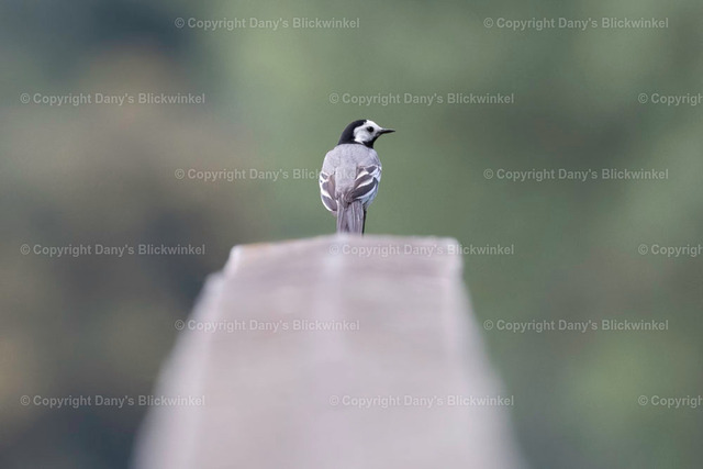 2018114 | Tierfotografie, Tierkalender, Tierbilder, Insekten, Spinnen, Vögel, Schmetterling, Libellen, Leinwand, Colorkey, Qualität, Geschenkartikel, Geschenk - Realisiert mit Pictrs.com
