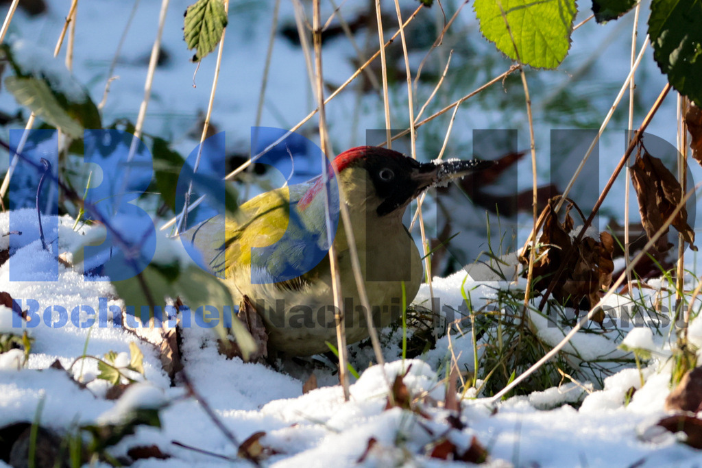 Gruener Specht {date} -  | {headline}



(Foto: Sebastian Sendlak / BOND)

 - Realisiert mit Pictrs.com