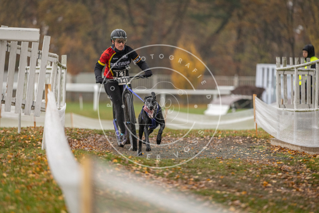 CaniXpix_DV3A7845 | Hundefotografie, Tierfotograf, Pfotenfotografie, Fotoshooting Hund, Hunde Portrait, Hundesport, Hundeportraits, Heideshooting, Hunde, Sportfotograf, Hundefotograf, Turnierhundsport, THS,  - Realisiert mit Pictrs.com