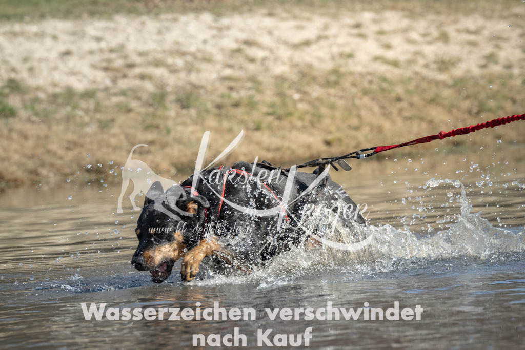 1352_ZZ98502 | kk-dogfotos