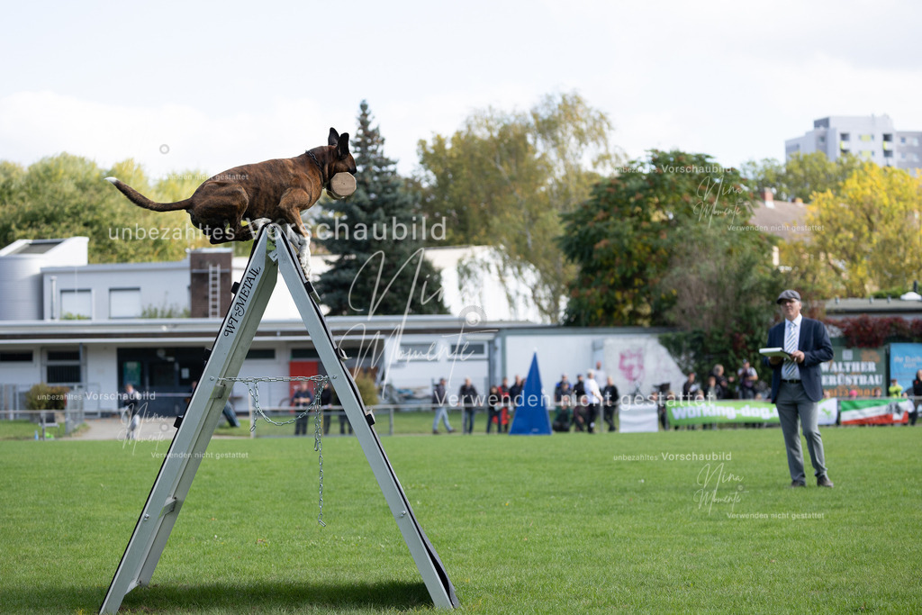 _16A5323 | Einzigartige Fotos von Hunden & Menschen –Actionfotos, Portraits, Vereinsaufnahmen & Paarshootings – authentisch, lebendig & mit Herz.