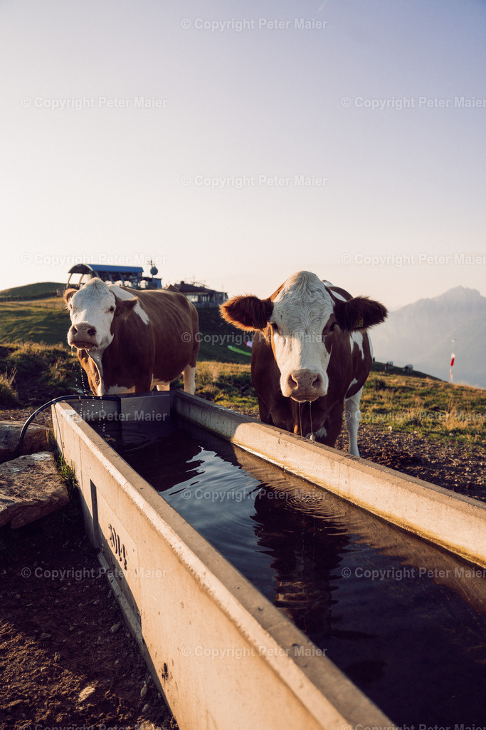 Zettersfeld_23-121 | piet_flosse