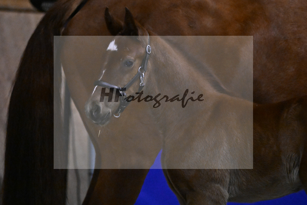 DSP Cashmoaker_Fohlen_14261233 | hf-fotografie - Realizzato con Pictrs.com