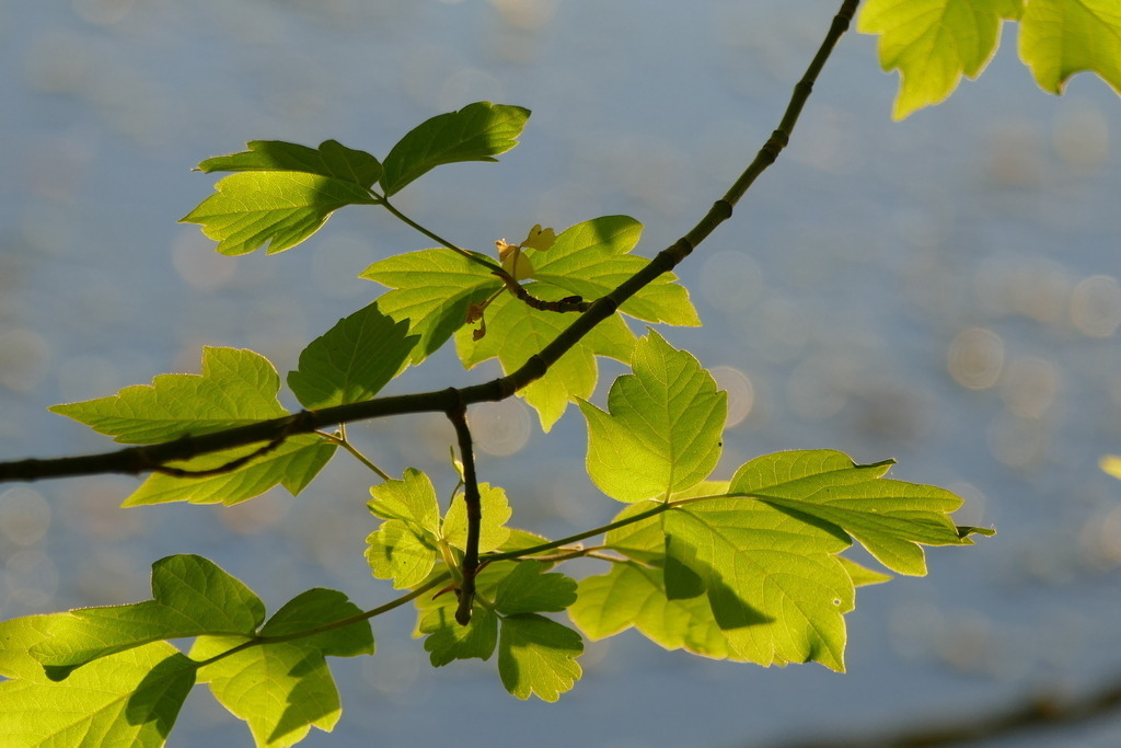 P3560797 | Annaeherungen - Realisiert mit Pictrs.com