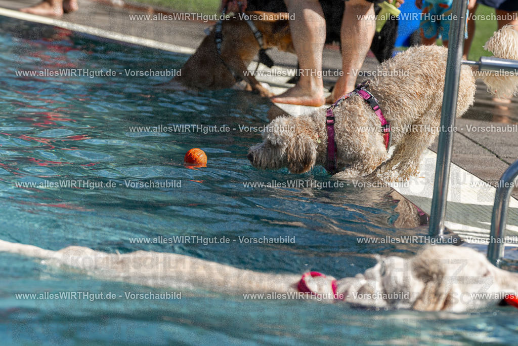 Hundeschwimmen_Volksbad_2026-allesWIRTHgut_Tierfotografie-2609061216-FAY06427 | Professionelle Tierfotografie in Mönchengladbach von Daniel Wirth (allesWIRTHgut). Liebevolle & natürliche Bilder von Hunden & Katzen für unvergessliche Erinnerungen.