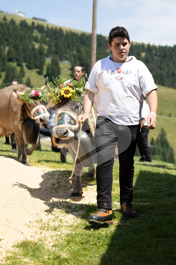 Rigi2025_2056 | Die Schwinger des Schwyzer Kantonalen Schwingerverbandes: Fotos, die Dynamik und Leidenschaft festhalten, sowie emotionale Momente aus dem traditionellen Schwingsport zeigen. - Realisiert mit Pictrs.com