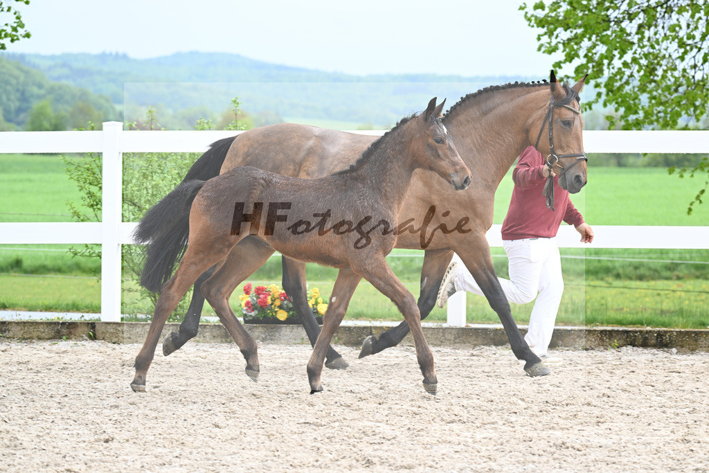 Kat-Nr. 47 SF Chacco Blue x Quo Vados I_Schoenherr_23261700 | hf-fotografie - Realisiert mit Pictrs.com