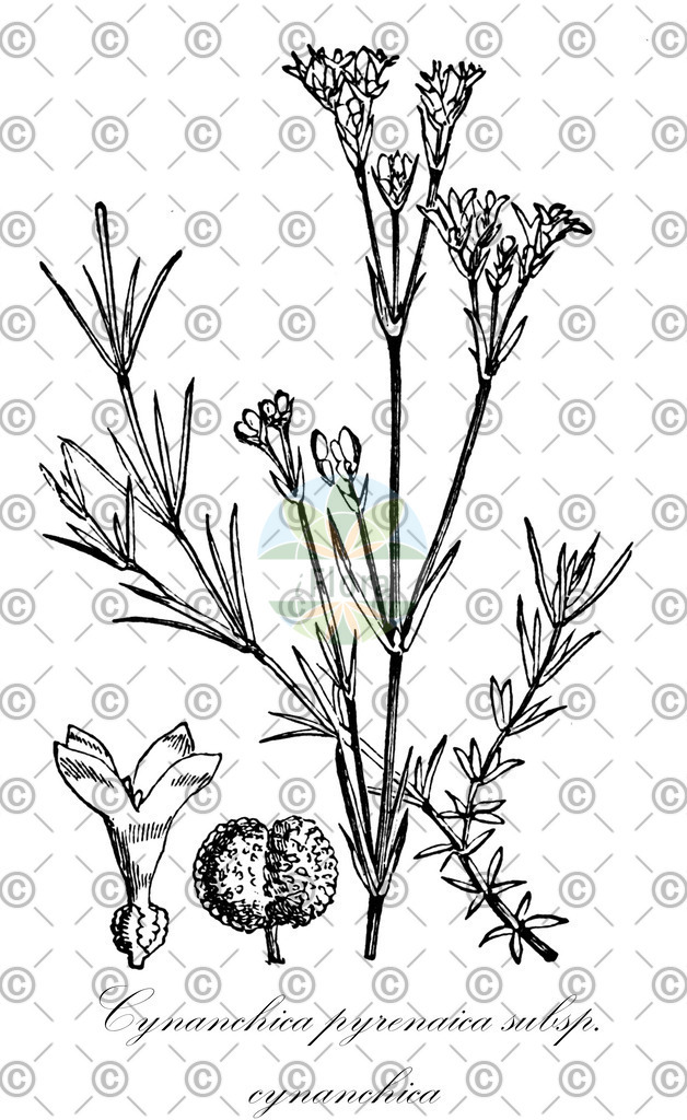 HistAbb_wfo-0000632759_1_ENZY_Simple | Historische Abbildung von Cynanchica pyrenaica subsp. cynanchica - Rubiaceae | Historical Illustration of Cynanchica pyrenaica subsp. cynanchica - Rubiaceae