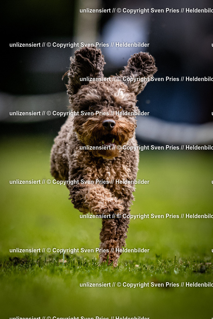 Sven Pries | 2025-10-03 - Hunderennen Obergrombach - Realisiert mit Pictrs.com