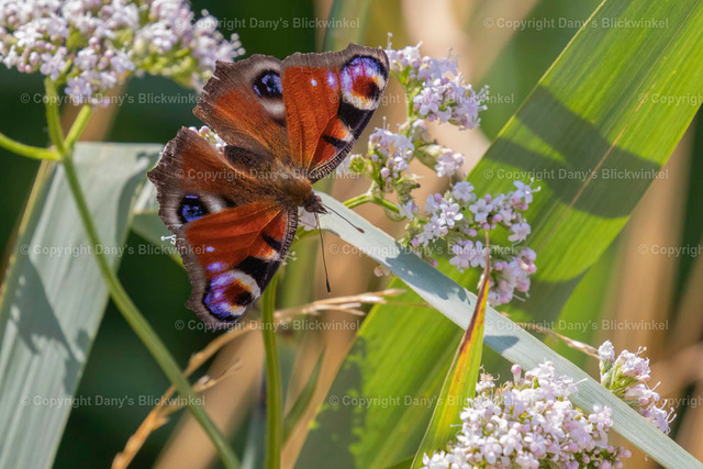 201815 | Tierfotografie, Tierkalender, Tierbilder, Insekten, Spinnen, Vögel, Schmetterling, Libellen, Leinwand, Colorkey, Qualität, Geschenkartikel, Geschenk - Realisiert mit Pictrs.com