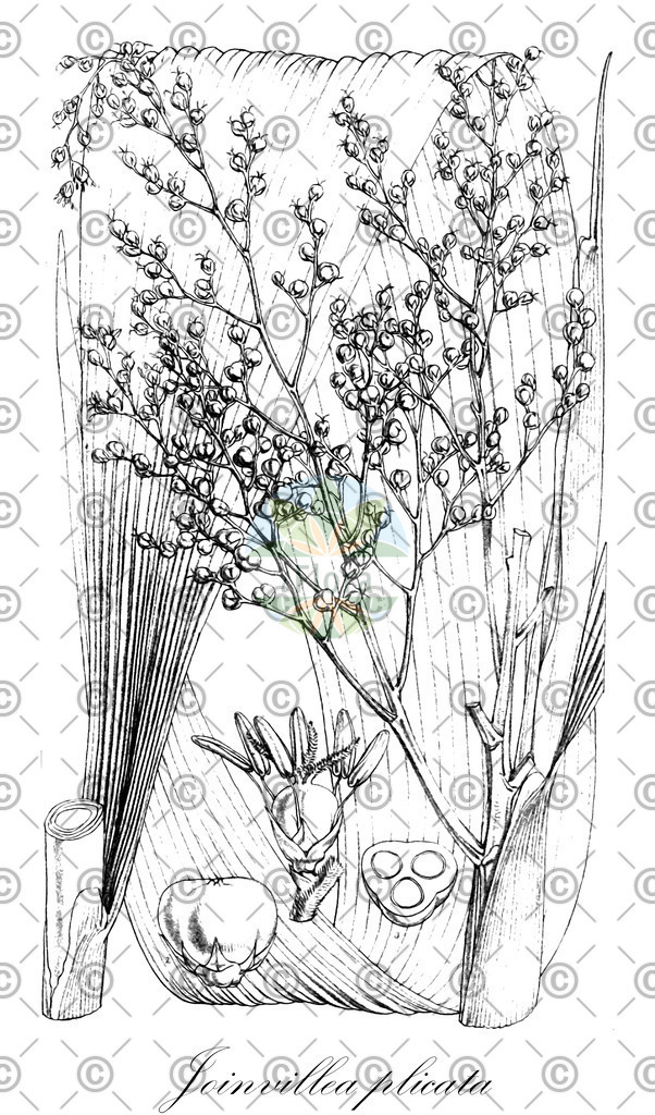 HistAbb_wfo-0001022079_1_ENZY_Simple | Historische Abbildung von Joinvillea plicata - Joinvilleaceae | Historical Illustration of Joinvillea plicata - Joinvilleaceae