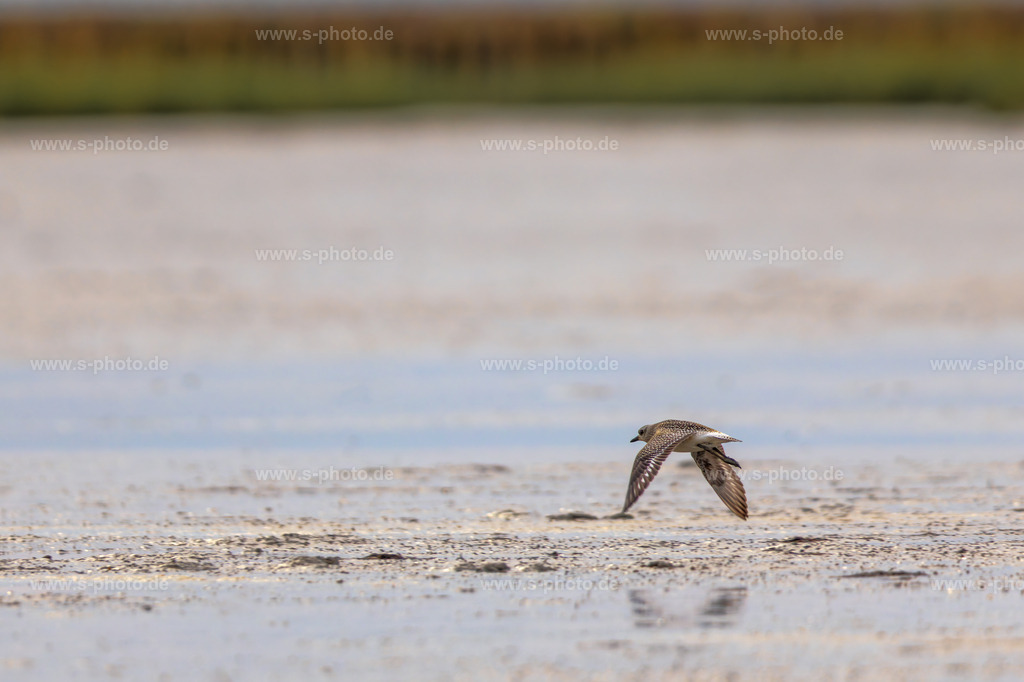 Kiebitzregenpfeifer im Flug | ... up, up and away - Realisiert mit Pictrs.com