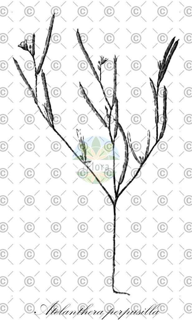 HistAbb_wfo-0000173879_1_ENZY_Simple | Historische Abbildung von Atelanthera perpusilla - Brassicaceae | Historical Illustration of Atelanthera perpusilla - Brassicaceae