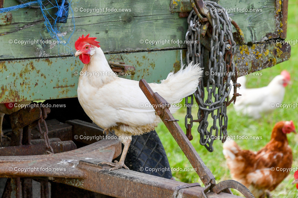 Deutschland_ Baden-Wuerttemberg_ Ebersbach an der Fils_ 23.07.2025-13 | 23.07.2025, Deutschland, GER, Baden-Wuerttemberg, Ebersbach an der Fils, im Bild Themenbild, Landwirtschaft, Bauernhof, Tiere, Huhn, Huehner, Hühner, Hennen, Haehne, Hahn, Hähne, Helndl, Freilandhuehner, Freilandhaltung,  Nutztiere, Feature, Symbolbild