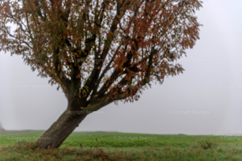 CRO_Autumn_Trees31_Bokeh | sparepix - Realisiert mit Pictrs.com