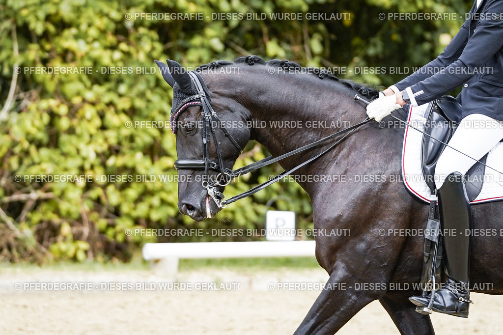 DSC05657 | Pferdegrafie