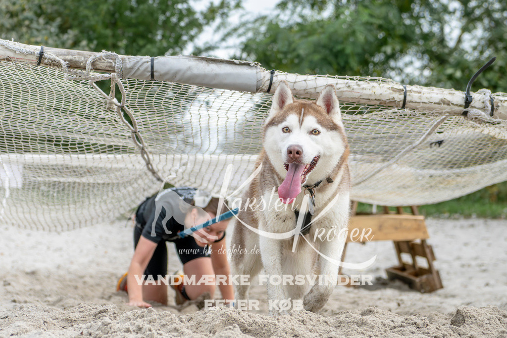 1527_ZZ95238 | kk-dogfotos